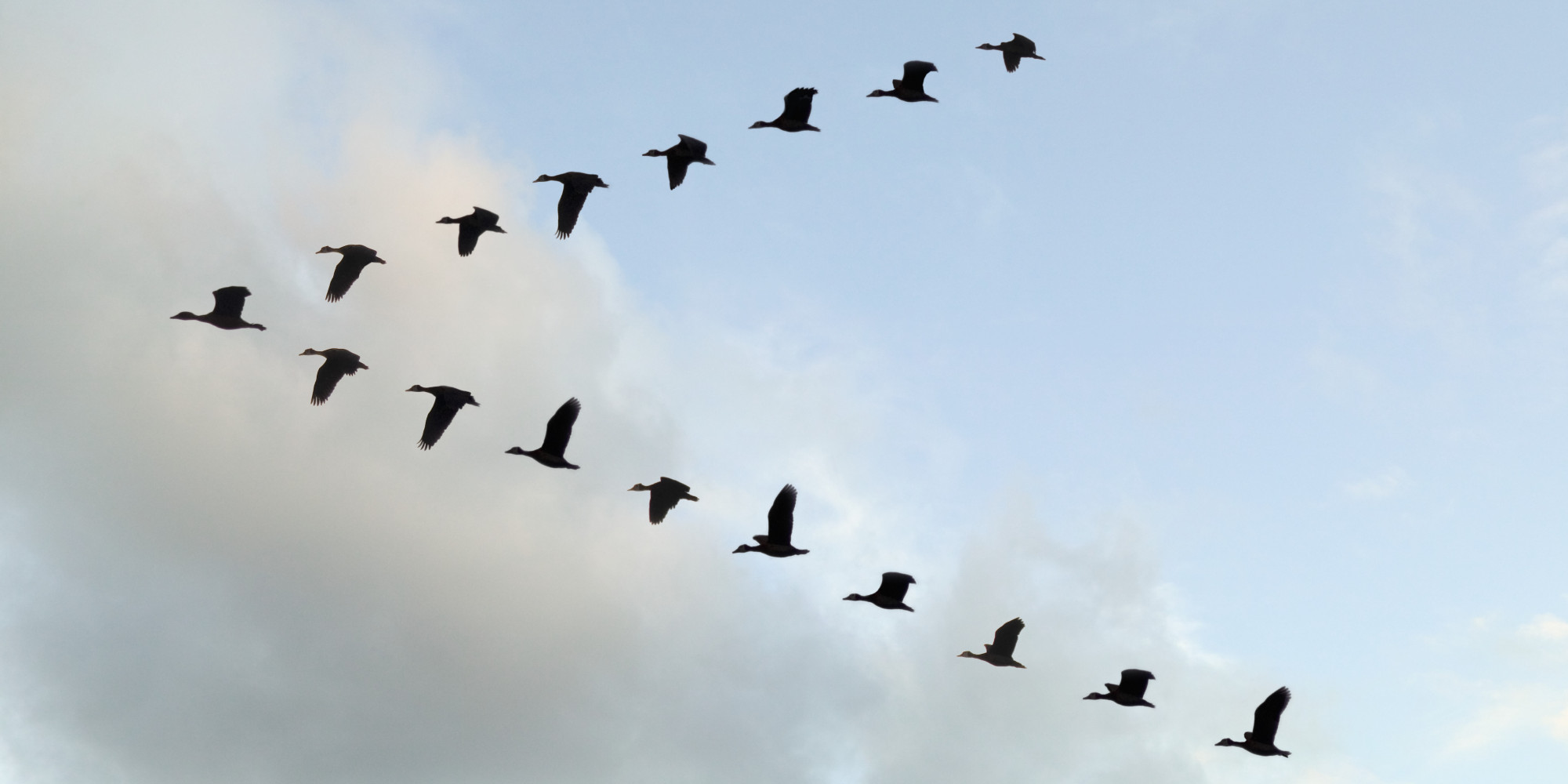 for birds v formation Tangled up Ecumenical Blue: in Lifelong Relations and